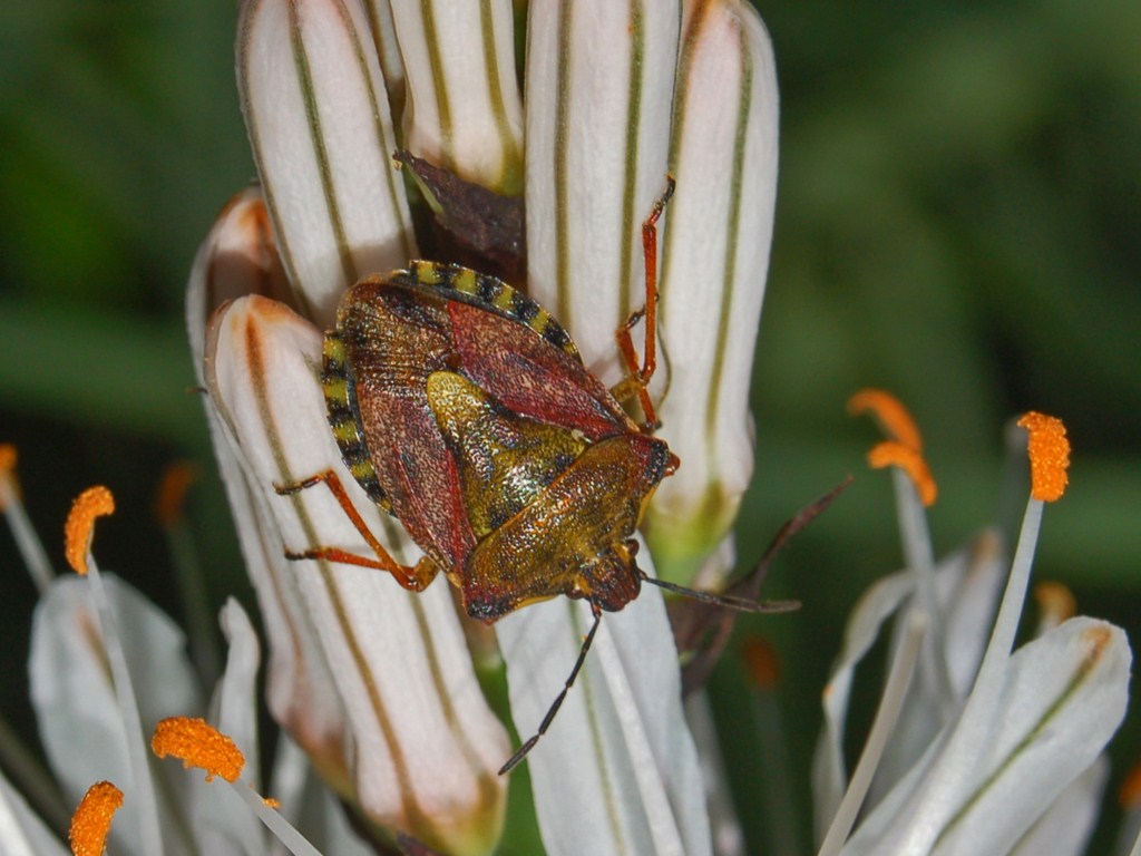 Pentatomidae: Carpocoris purpureipennis su Asfodelo